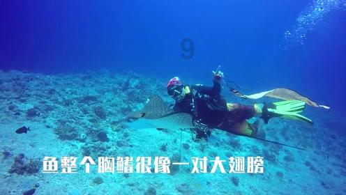 碳晶门和pET门哪个好？